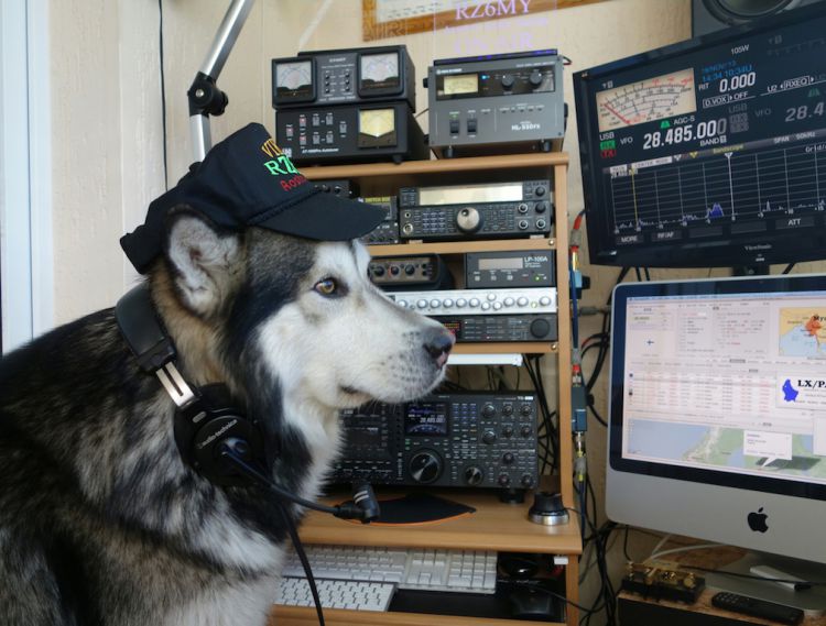 CQ...CQ...CQ   ... this is  Alaskan Malamute !