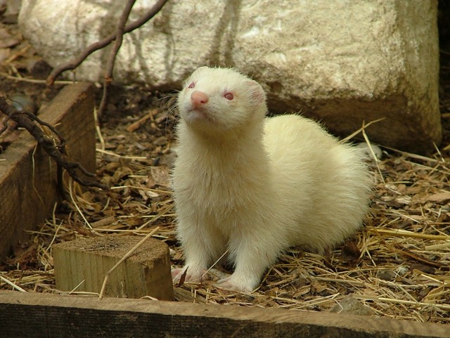 Hmirek