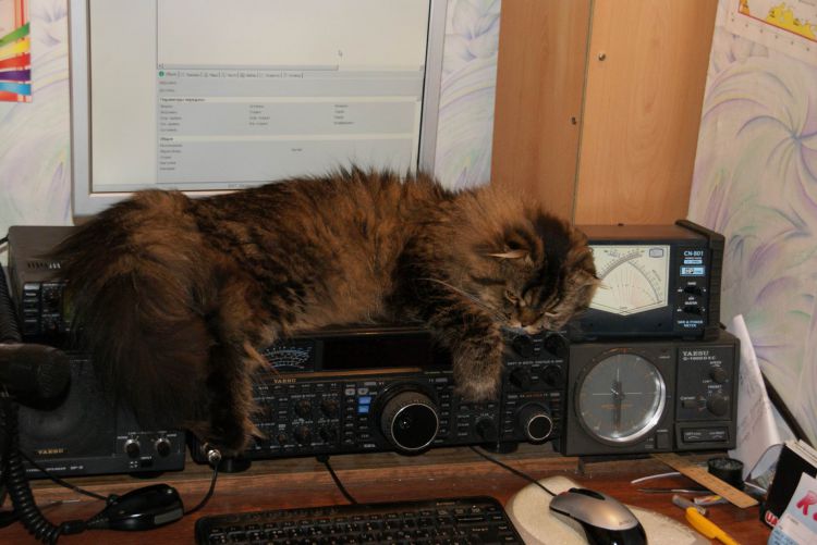 DXcat