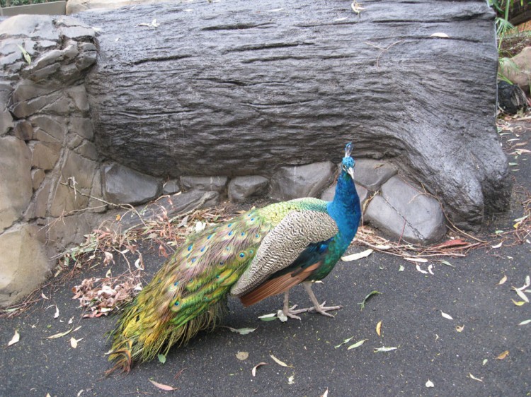 ���������, ������