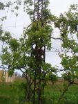 DSC00695.jpg