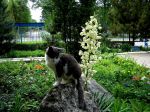 DSC00885-_.JPG