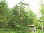 RFF_33_2_073_2.jpg