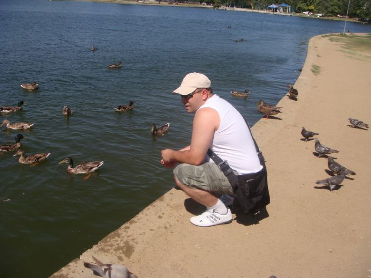 Ducks